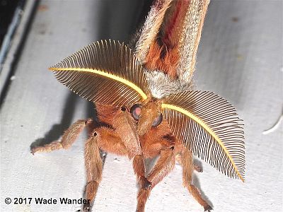 Tuliptree Silkmoth